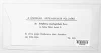 Jamesdicksonia dactylidis image